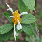  Yellow Flower, Ecudaor 2010